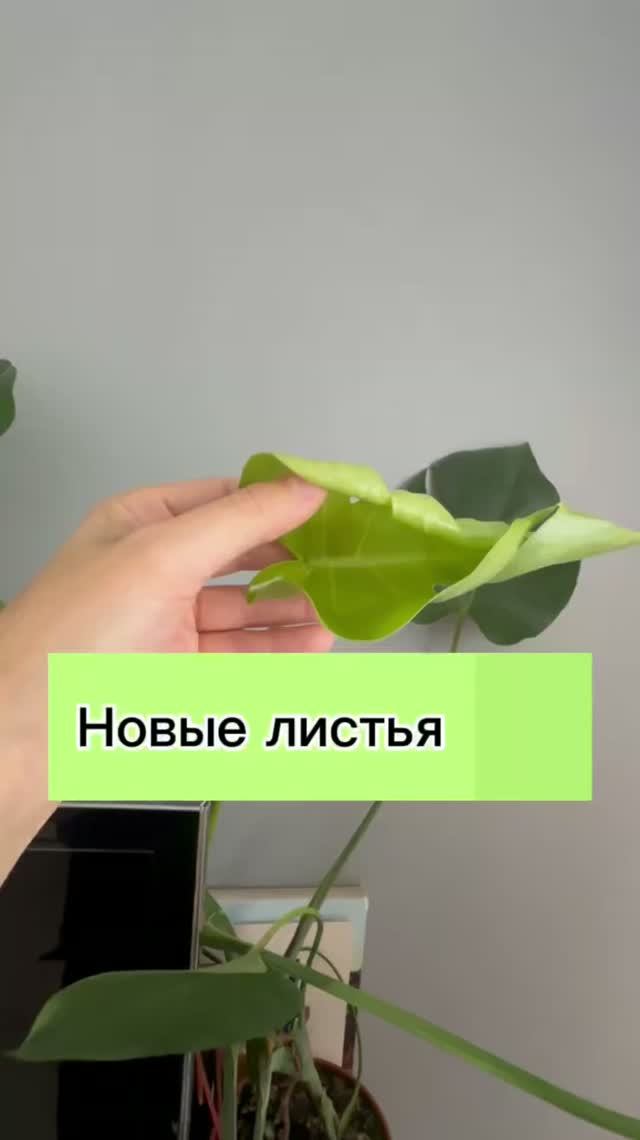 Как выглядят новые листья 🍃