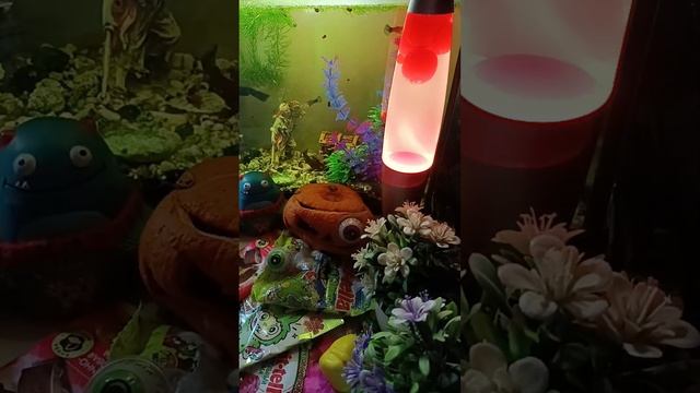 ASMR Chocolate Live Daily ASMR With A Lava Lamp And Fish In An Aquarium