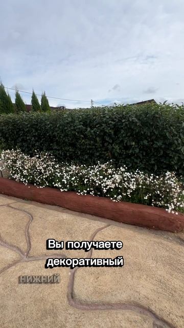 Маскировка поредевшего кизильника.