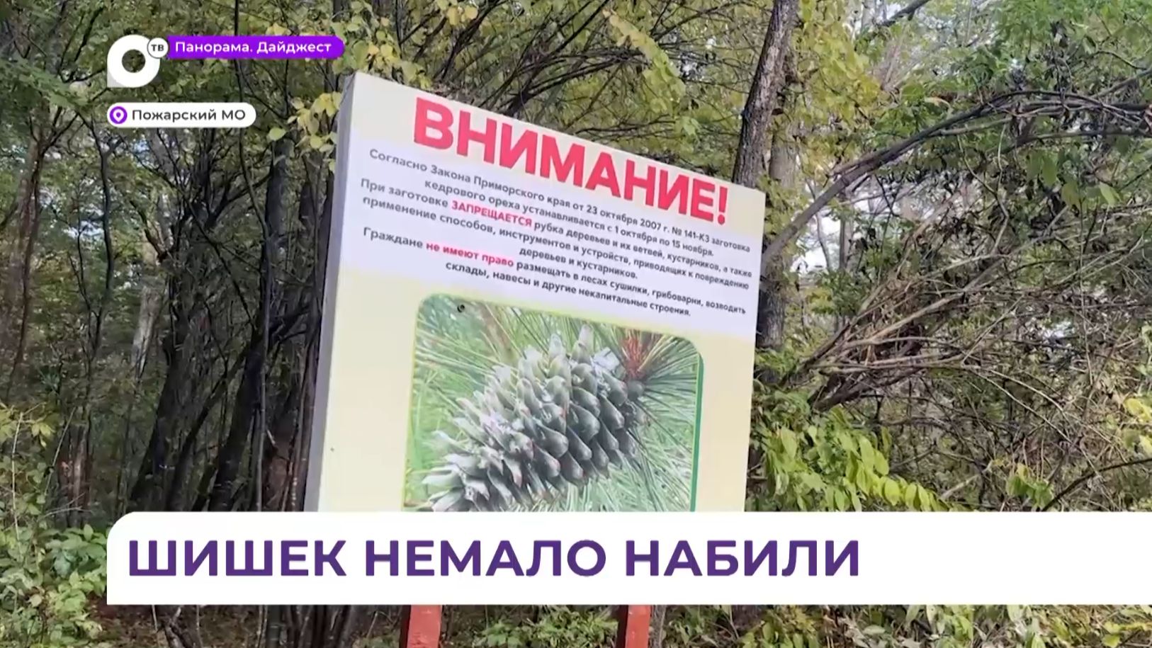 Браконьеры активизировались в Приморье с началом сезона сбора кедровых орехов