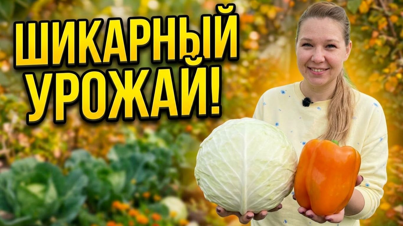 Урожай до самых морозов: сочная поздняя капуста и сладкий перец для теплицы