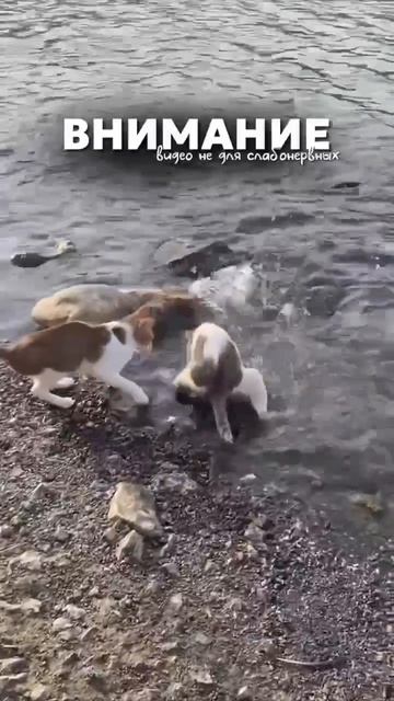 Настоящий хищник