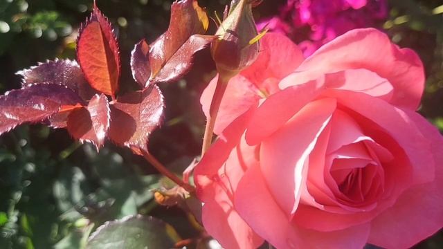 РОЗА в сентябре.🌹🌹🌹