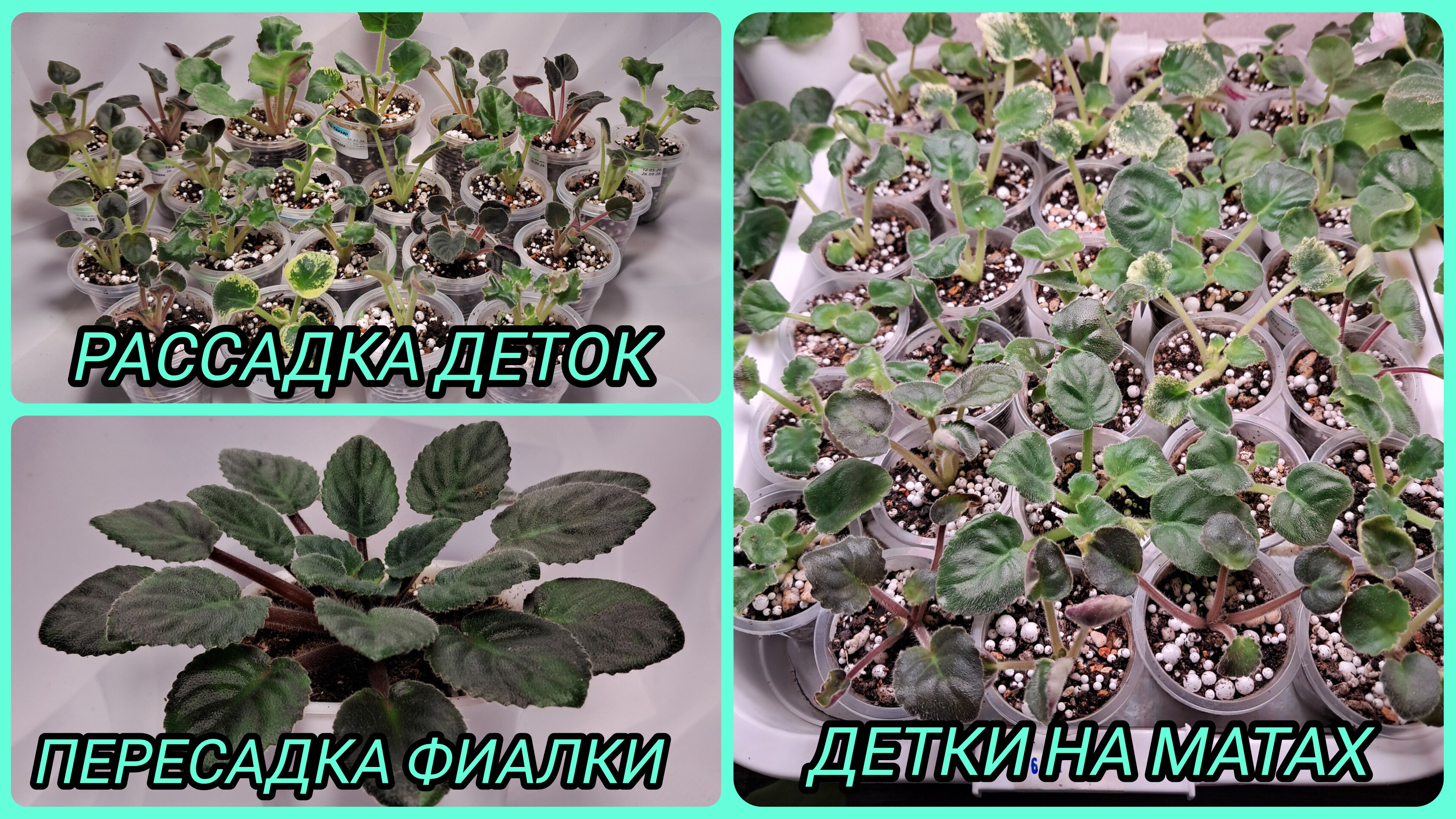 Отсадка и рассадка деток фиалок. Пересадка фиалки.