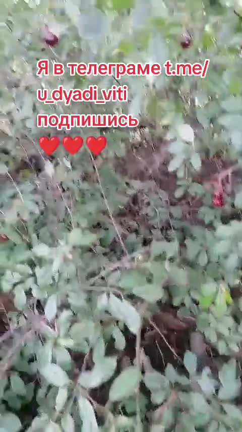 Вишня в августе. Остатки роскоши. #вишня #деревьня #сад #огород #дядявитя