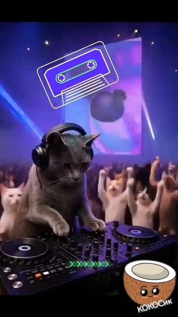 Наши Котики