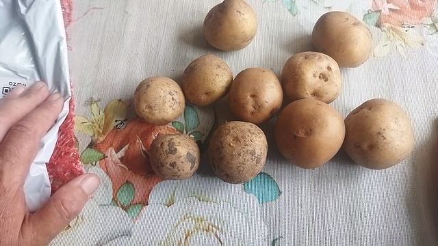 Купила сорт Ласунок на ОЗОН. Он ли или  нет?! Посажу посмотрим.