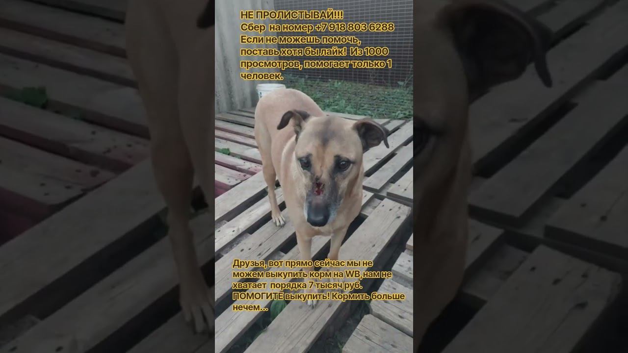 Помогите на срочный выкуп корма!!!