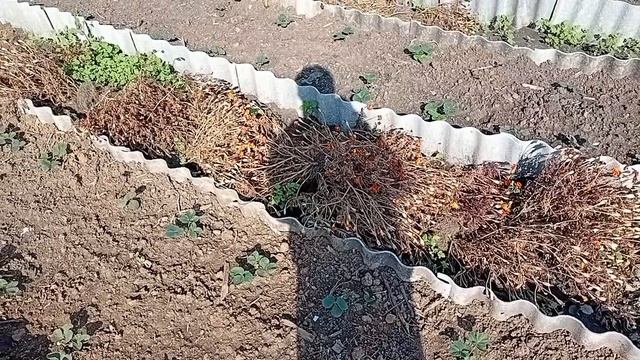 Дела по дому и участку. Жизнь в деревне не бывает скучной