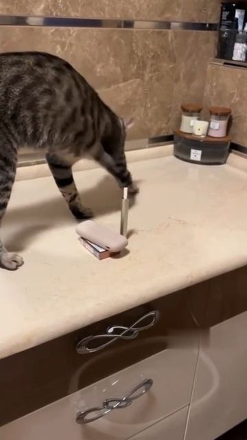 Что обычно закапывают коты ?