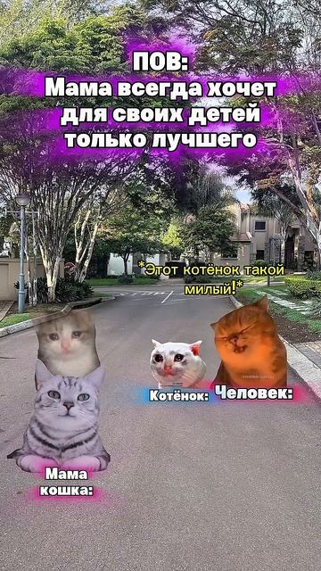Трогательная история с мамой🥺 #котята #мемы #жиза #шортс