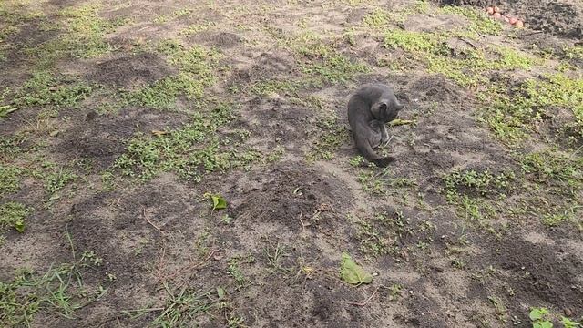 У мамы в гостях. Цветы, огород, урожай и наши кошки