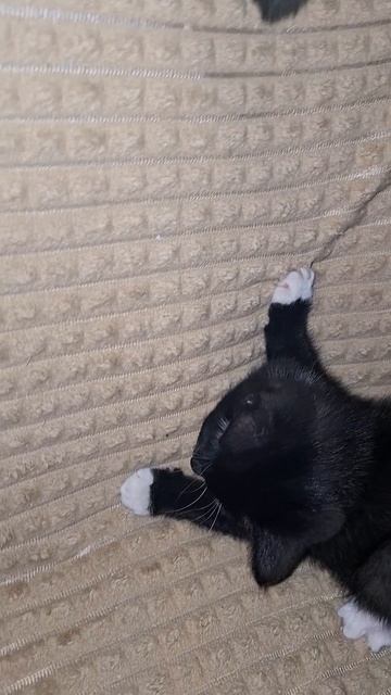 Забавные малыши😂😻❤️