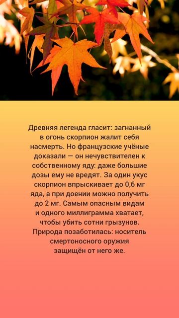 Скорпион против собственного яда ✨