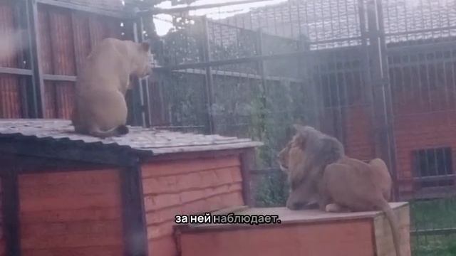 VSBE2057-Видео от Ивана-28.09.2026