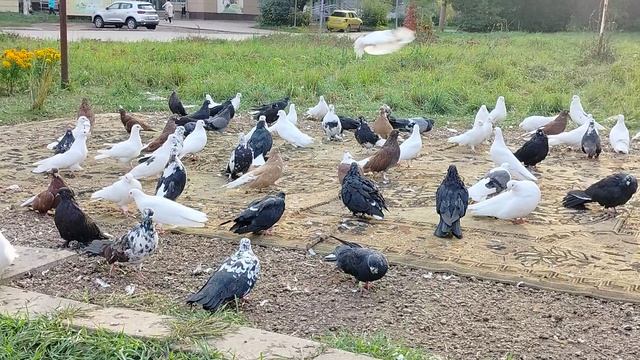 Очередной слёт голубеводов г Узловая.