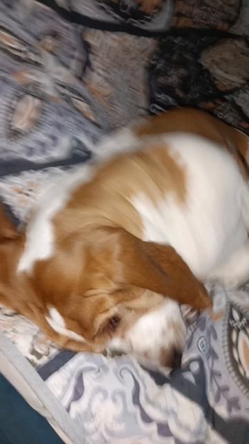 Бассет 🏋️♂️: ХОРОШО быть СОБАКОЙ 🐶...