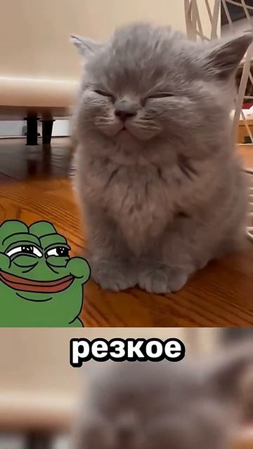 Почему коты бесятся после туалета?