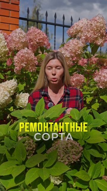 ОДНА ОСЕННЯЯ ОШИБКА — И ГОРТЕНЗИЯ МОЖЕТ НЕ ЗАЦВЕСТИ 😱🌸 #SemenaPartnerShorts