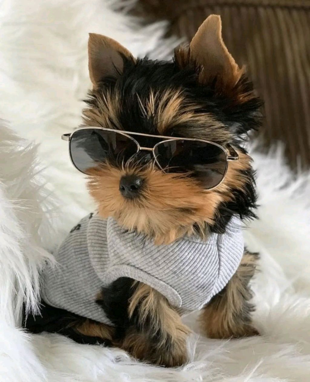 милая  собачка.