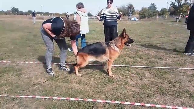ЮНИОРЫ КОБЕЛИ / КЧК РОСТОВ-НА-ДОНУ 27 сентября`26 Н.Шкляревская Моно немецких овчарок