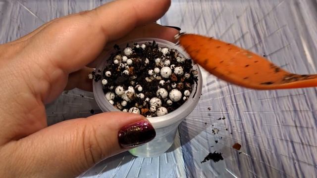 Отсадка и рассадка деток фиалок. Пересадка фиалки.