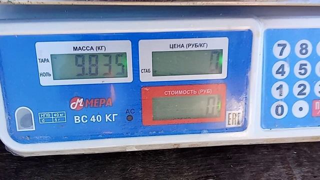 28.09.26 Картошка белая 75 кустов(72 кг круп+5,8 семена++ Общий вес 82 кг