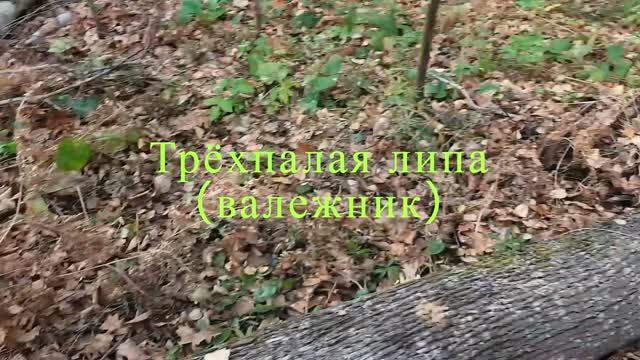 Трёхпалая липа