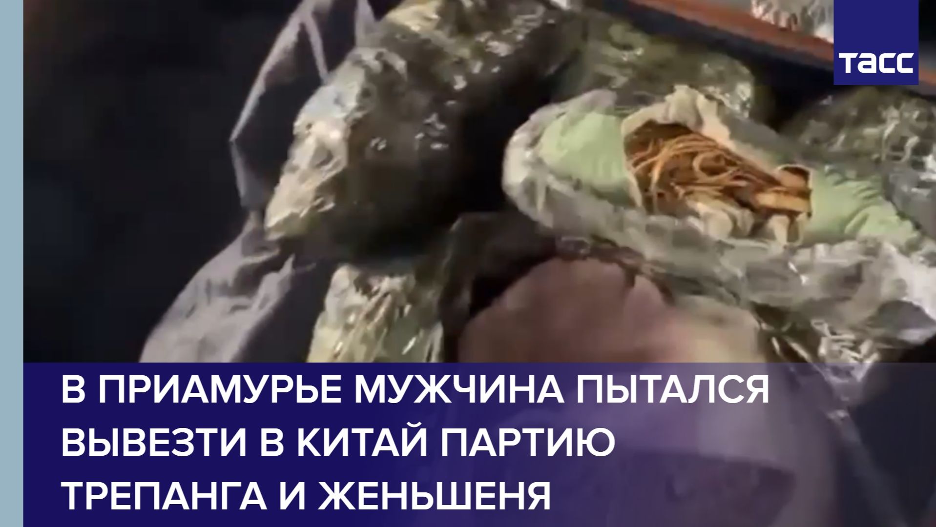 В Приамурье мужчина пытался вывезти в Китай партию трепанга и женьшеня