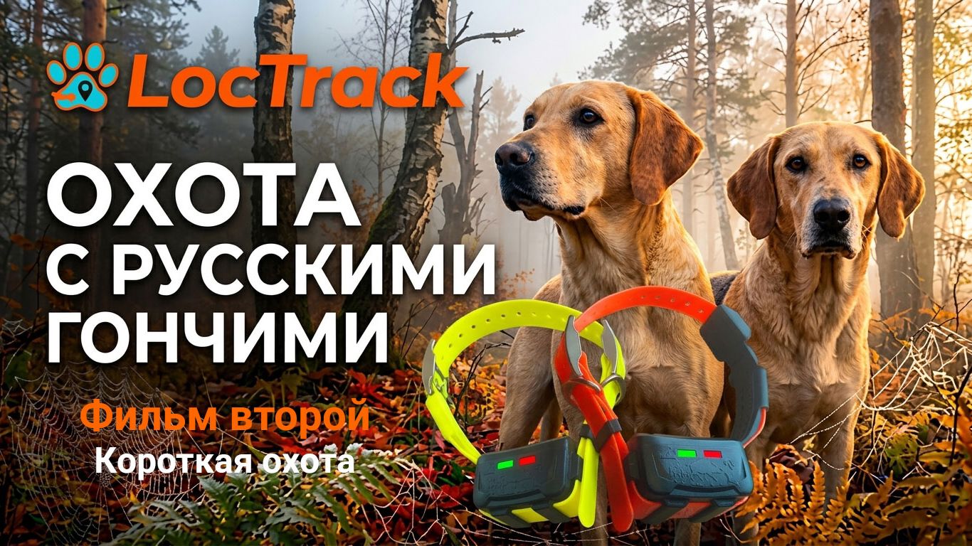 Короткая охота на зайца. Собаки не в форме