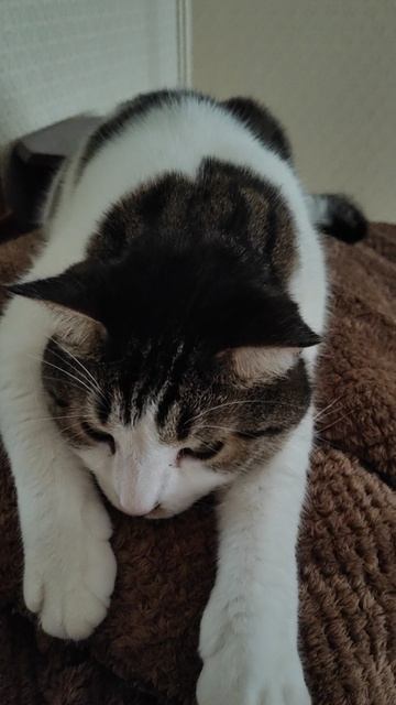 Кот Томас
