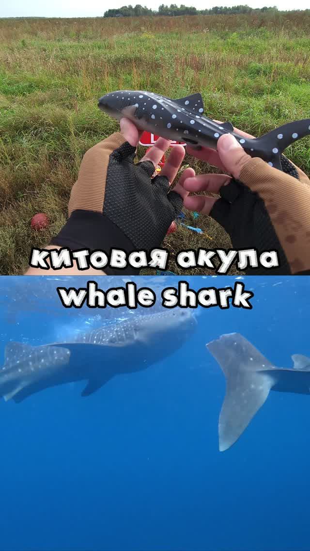 Крутые и забавные игрушки Животных | Морская братва: КИТОВАЯ АКУЛА - АКУЛА МОЛОТ - ДЕЛЬФИН