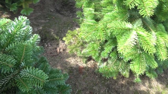 22 702 Пихта Нордмана в горшке. Живые новогодние елки.