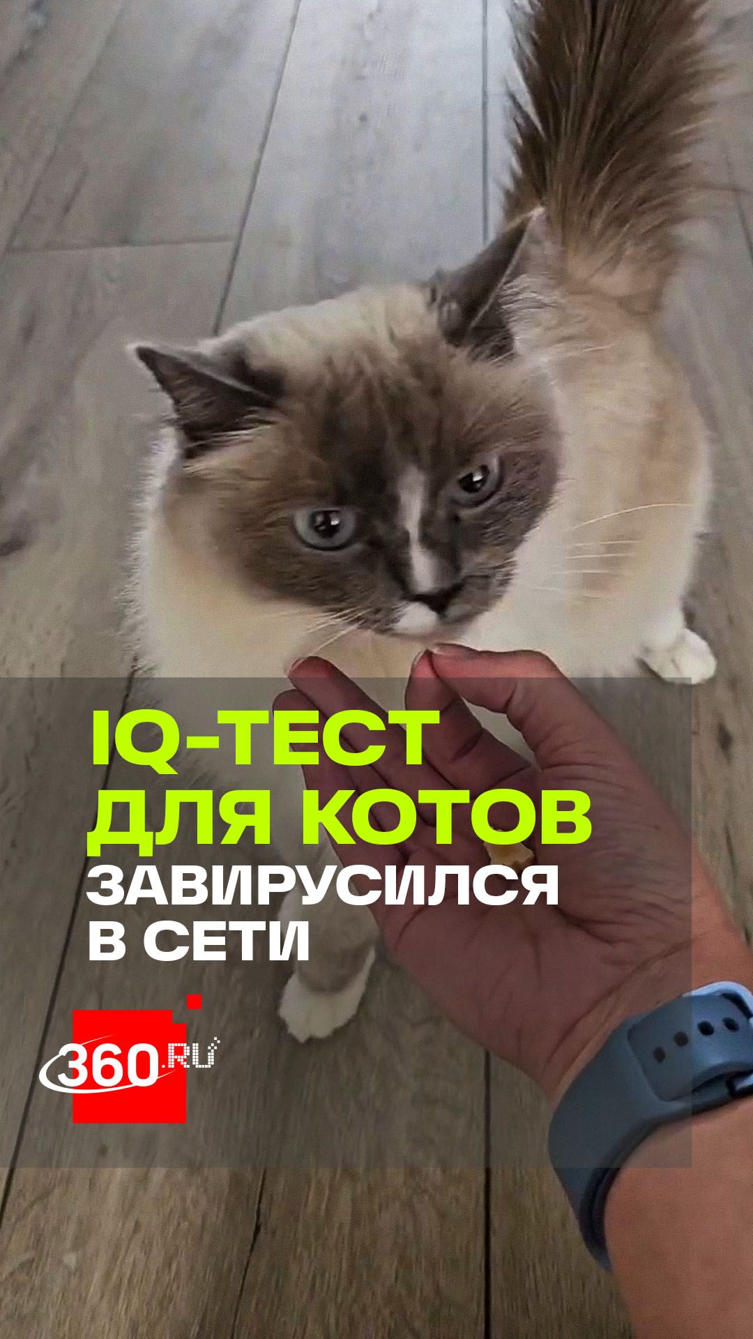 Ваш кот гений или пушистый балбес?