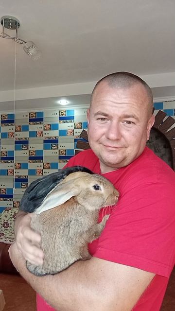 кролики