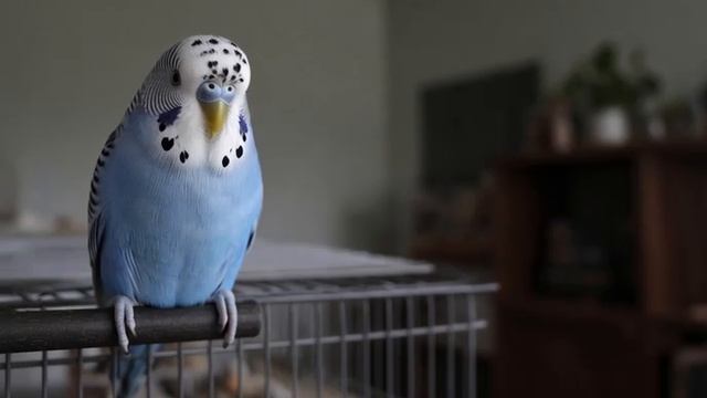 Animals And Their Opinions On Jobs