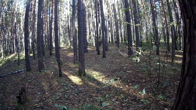 Ролик от Еретнова В.Б. Осень золотит аллеи в нашем парке. Раскладывая щедро яркие подарки.