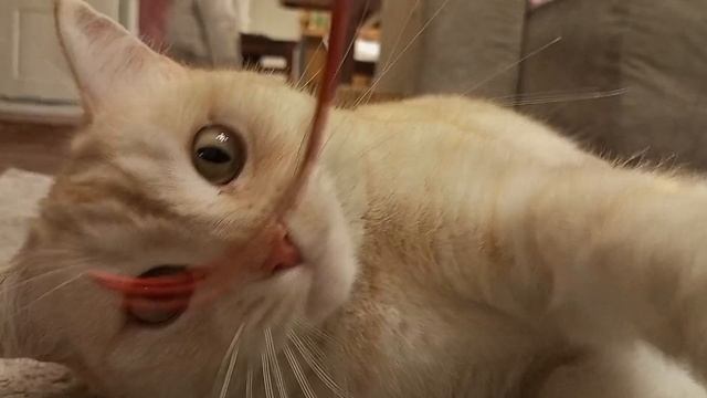 кися