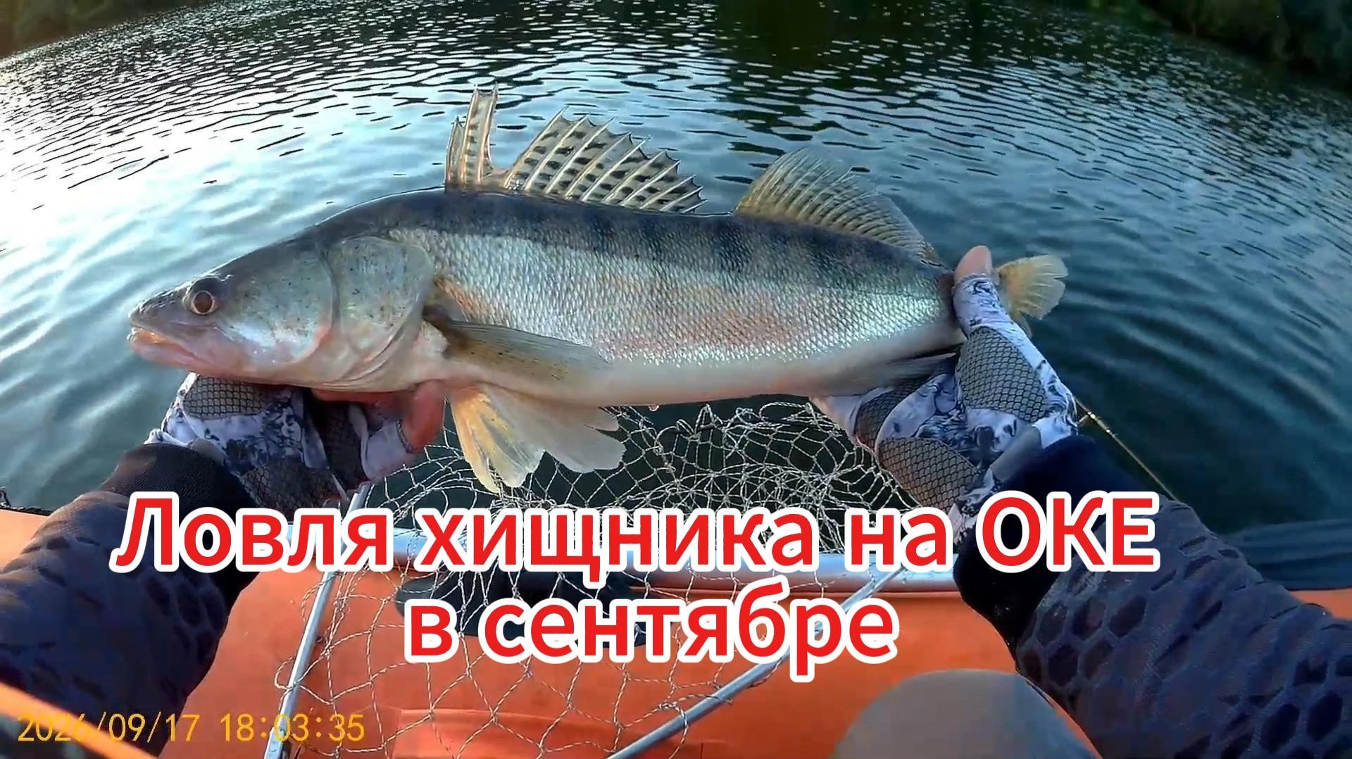 Ловля хищника на ОКЕ в Сентябре.