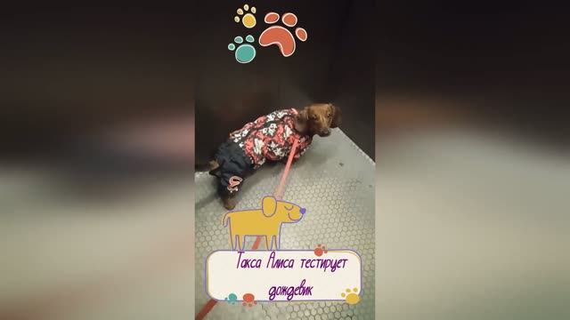 Такса Алиса тестирует дождевик: дождь, лужи и любимая палка 🌧🐾