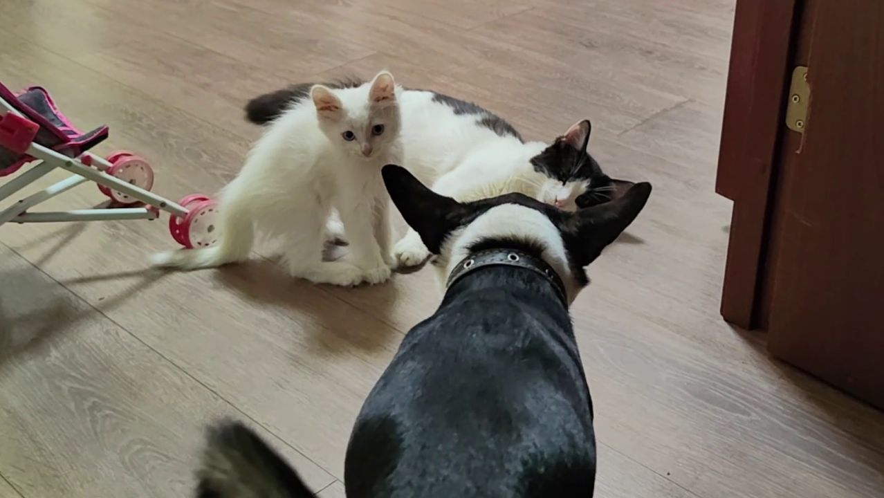 Эй, котята, не деритесь. Собака не даёт котятам драться.