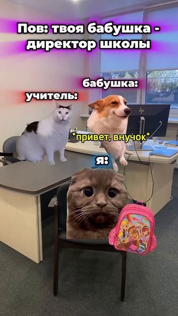 #коты #мем #котымемы #школа