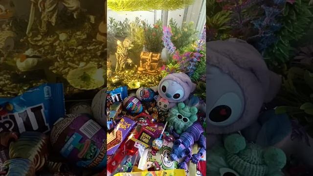 ASMR Chocolate Live Fish In An Aquarium And Chocolate ASMR