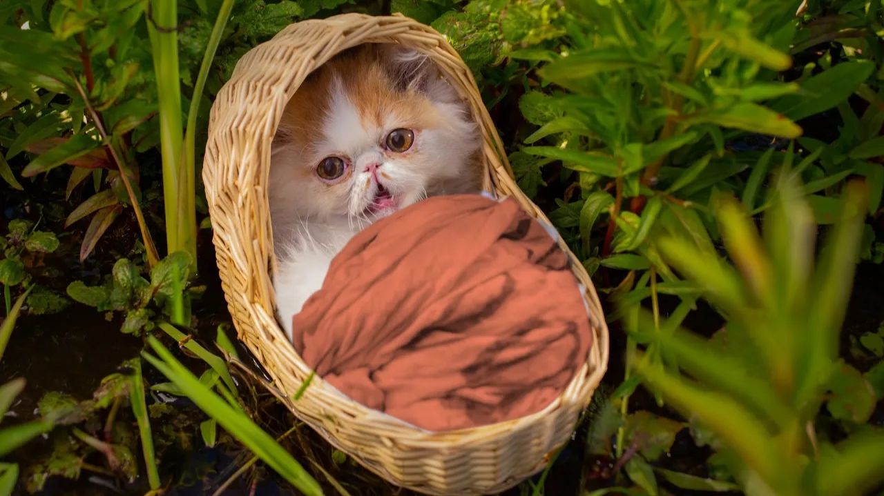Кот, которого вырастила мышь 🐭🐱