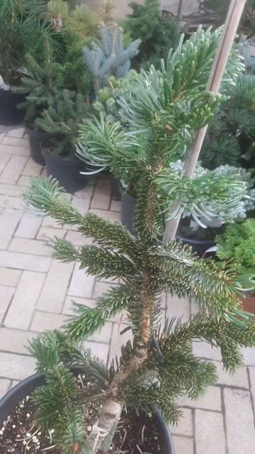 ❤🌲Пихта Нордмана Робуста
✔Продажа растений в макс и телеграм канале:https://t.me/love_is_hvoiny_dvor