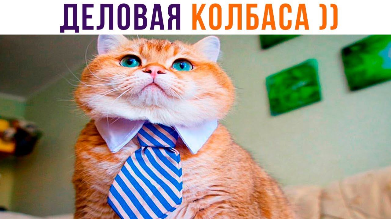 ДЕЛОВАЯ КОЛБАСА))) Приколы с котами