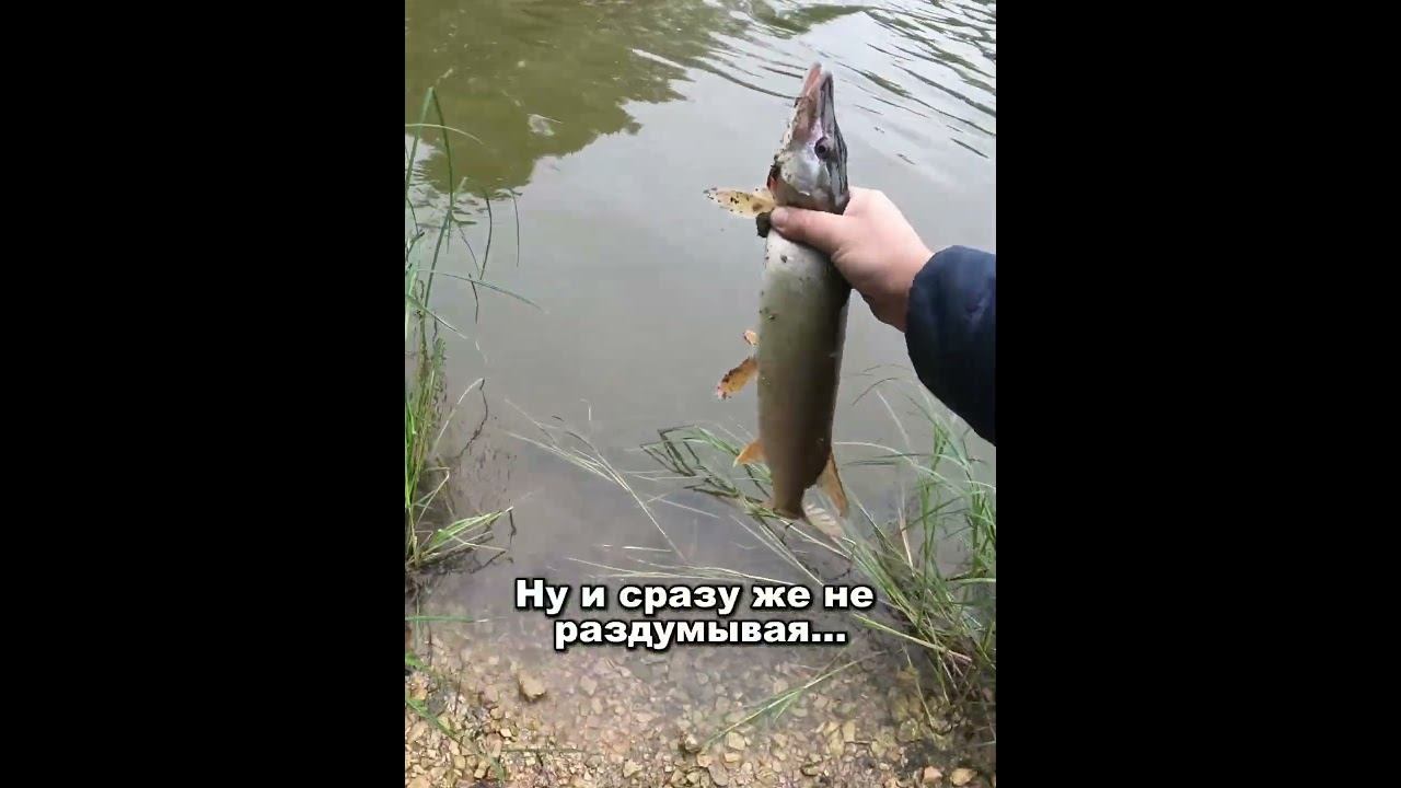 Щука, воблеры, Aggressor  #fishing #рыбалка #norstream #jackall #щука #new