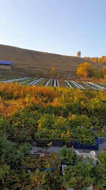 Участок с клубникой