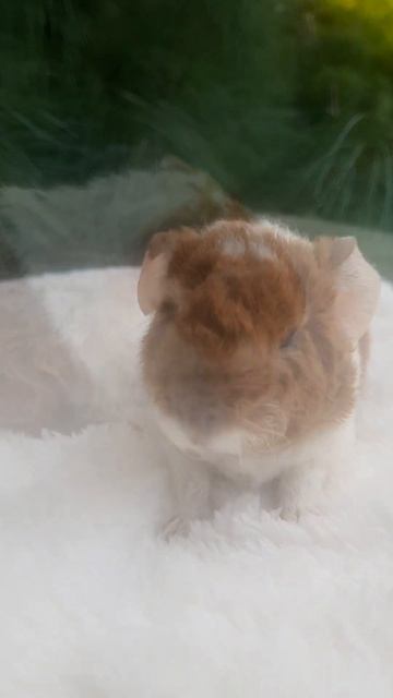❤🐹Морские Свинки Американский Тедди девочка
✔Продажа малышей в макс и телеграм канале: Https://t.me/