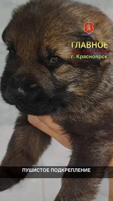 Наши Shorts